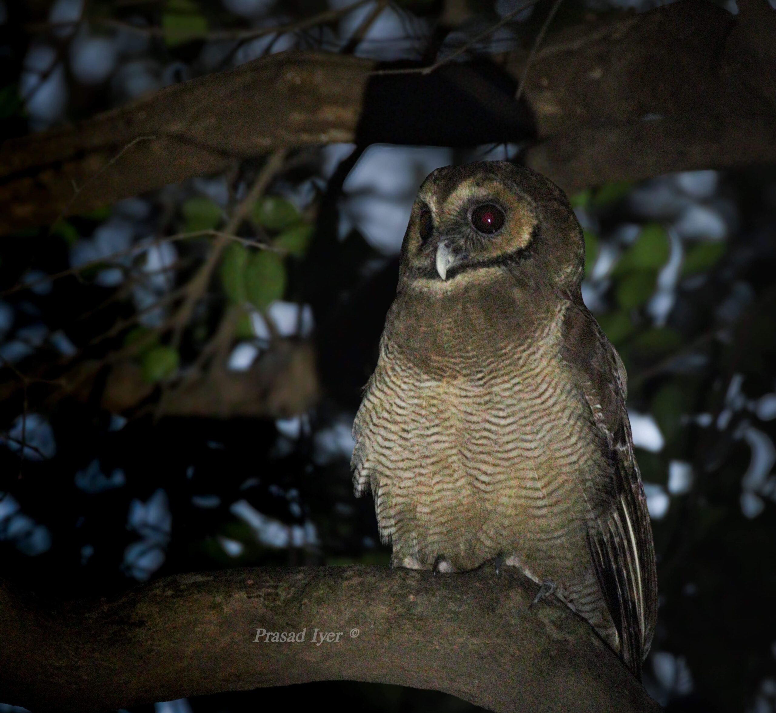 Brown wood Owl - Birding in Matheran Hill Station