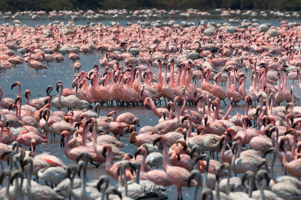 The Lesser Flamingo Courtship Dance