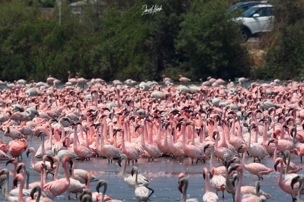 The Lesser Flamingo Courtship Dance
