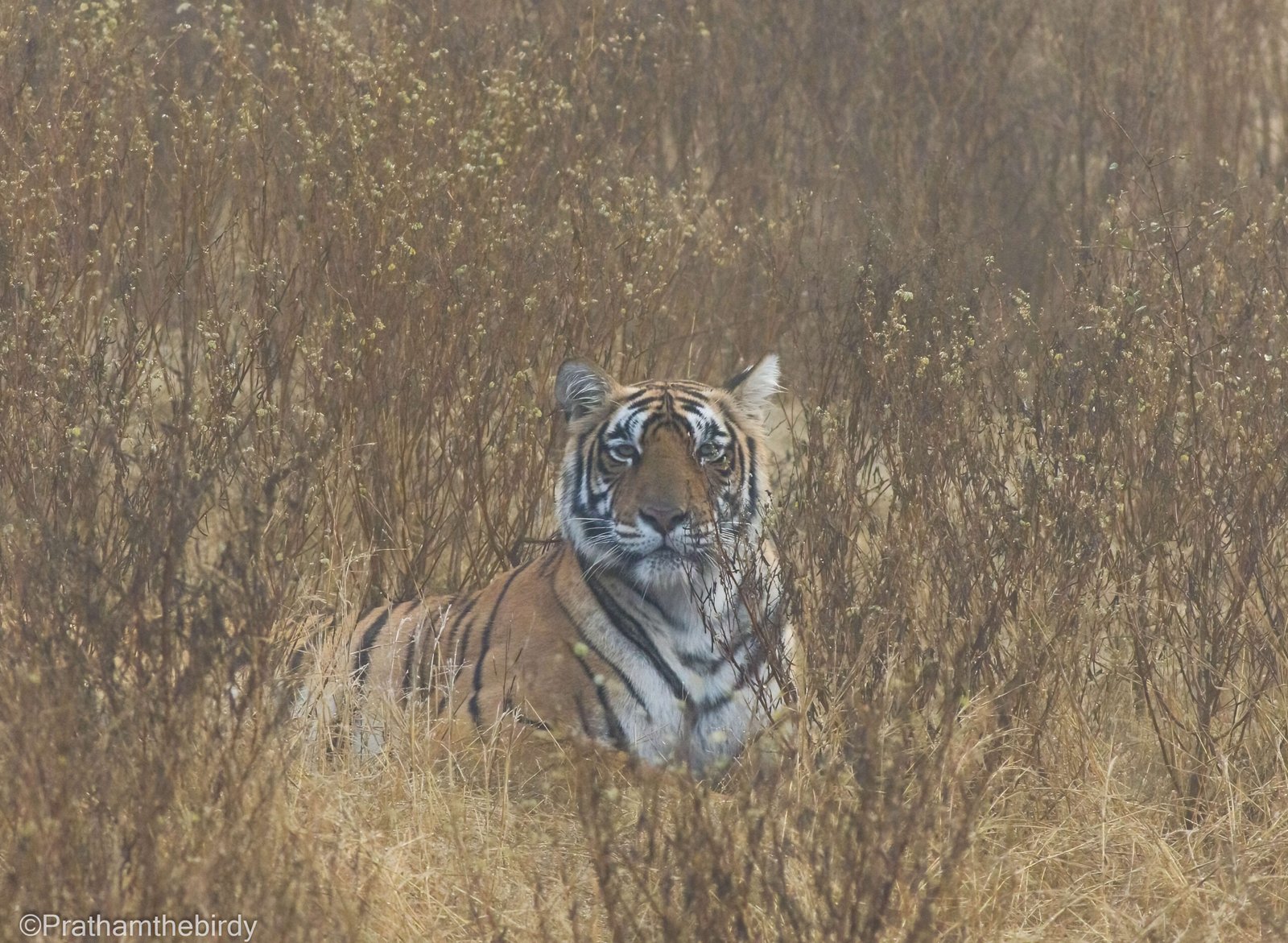Tiger Safari Near Mumbai by Jungle Buddies Tours