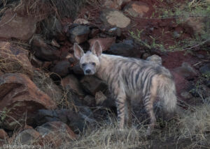 Striped Hyena - Bhigwan Bird Sanctuary