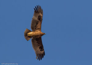 Greater spotted Eagle at Bhigwan Bird Sanctuary