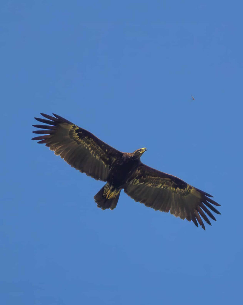 Greater spotted Eagle at Haji Malang 