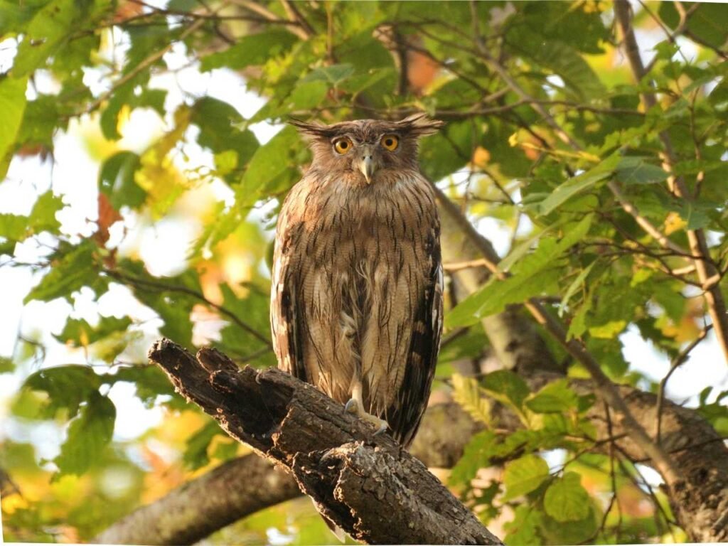 Owls of Mumbai Metropolitan Region