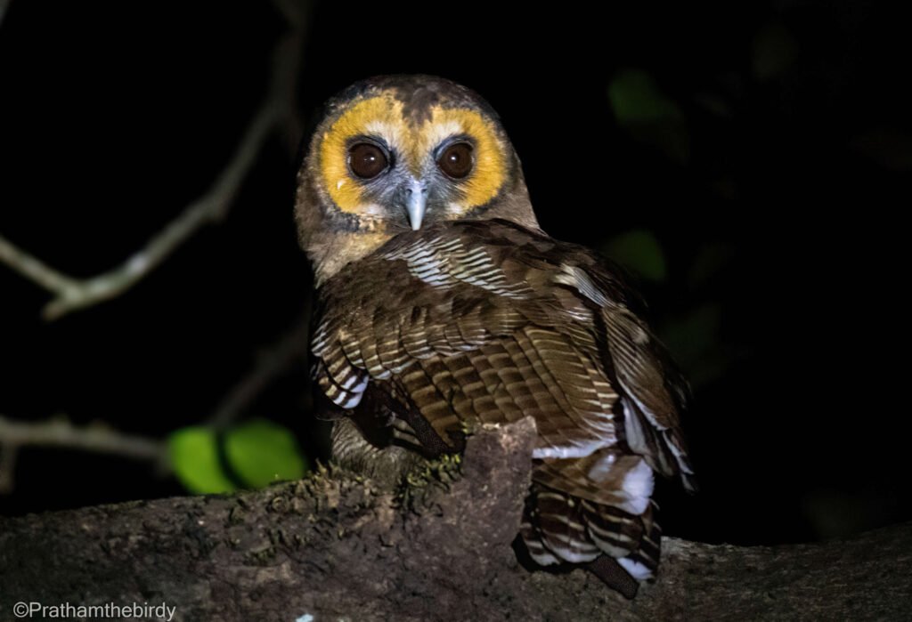 Owls of Mumbai Metropolitan Region