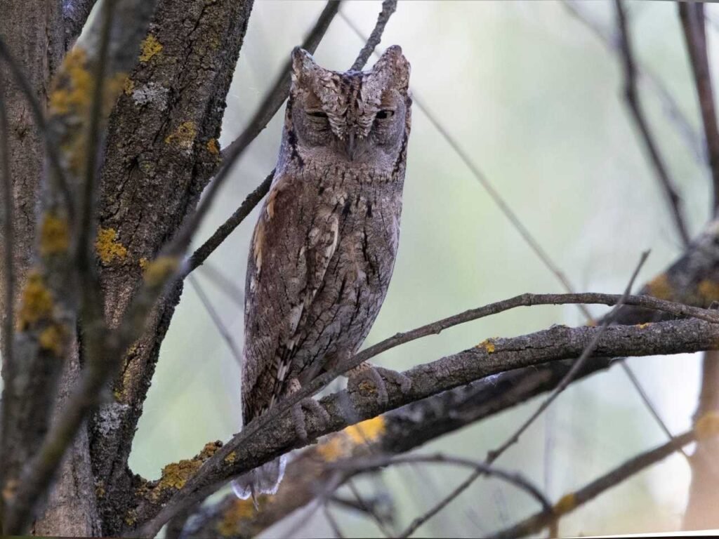 Owls of Mumbai Metropolitan Region