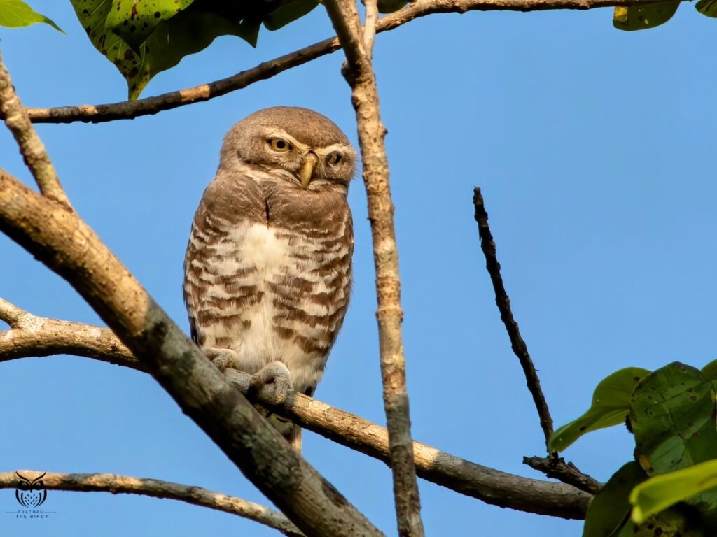 Owls of Mumbai Metropolitan Region