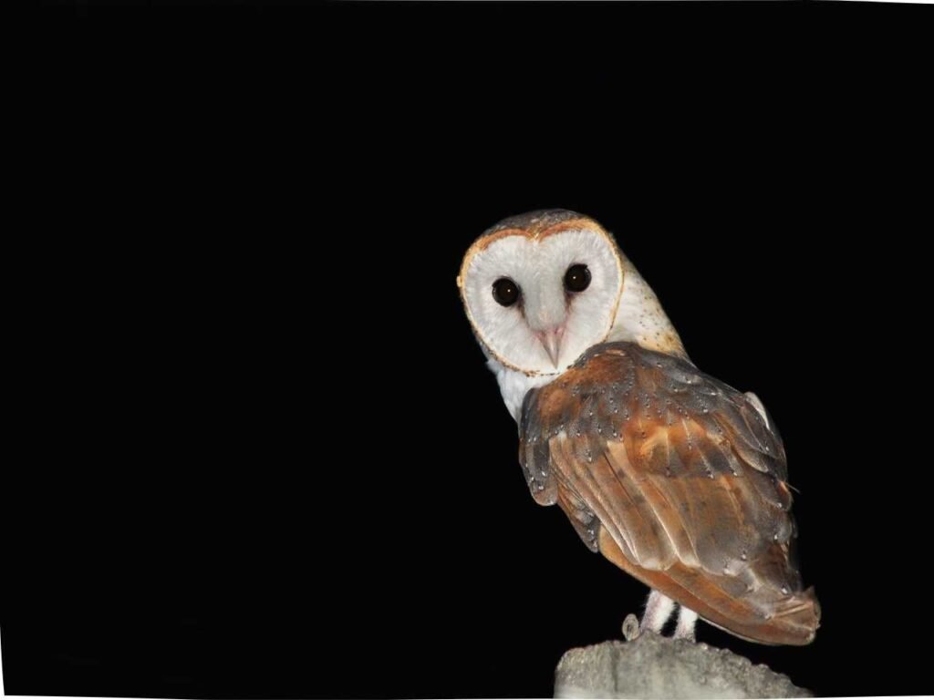 Owls of Mumbai Metropolitan Region