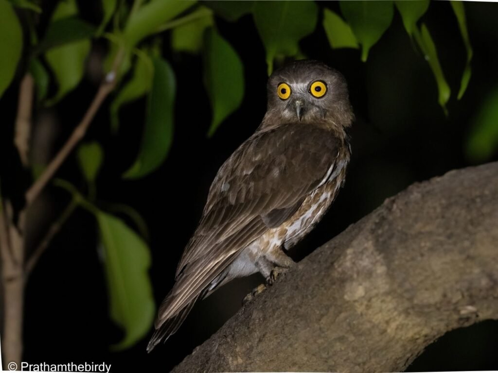 Owls of Mumbai Metropolitan Region