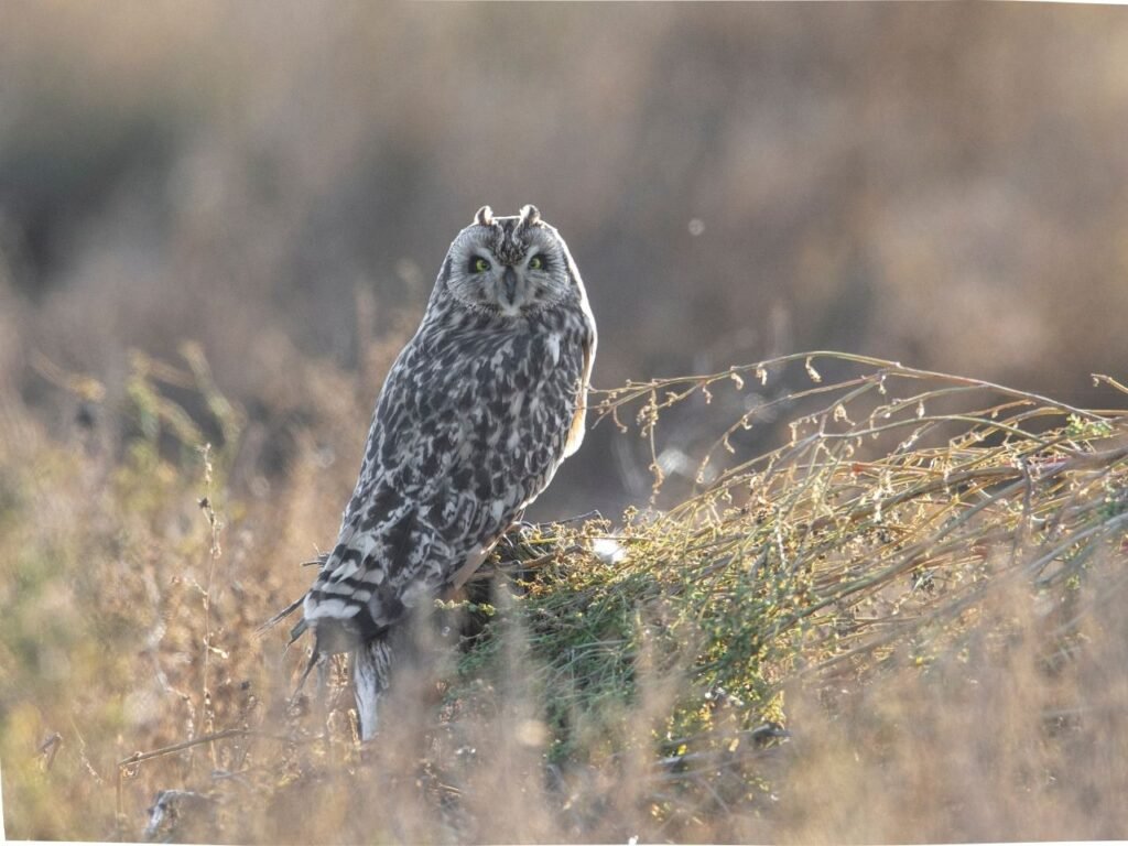Owls of Mumbai Metropolitan Region