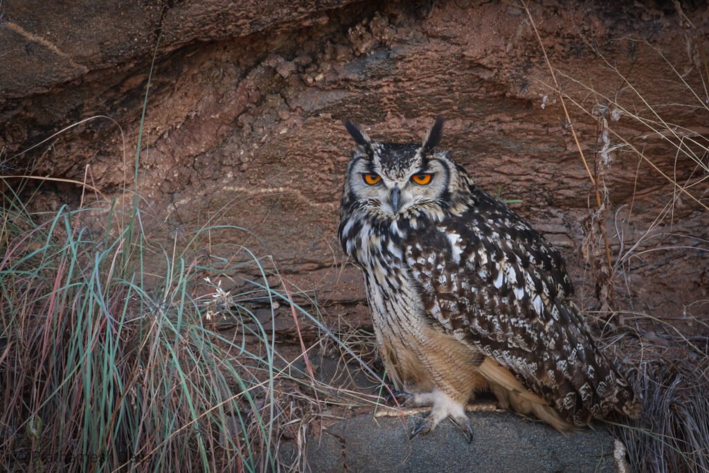 Owls of Mumbai Metropolitan Region