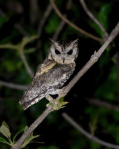 Owls of Mumbai Metropolitan Region