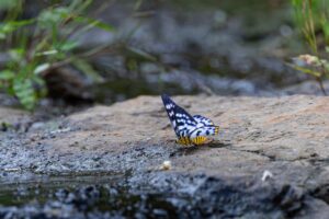 Matheran Hills by Jungle Buddies February 2025 