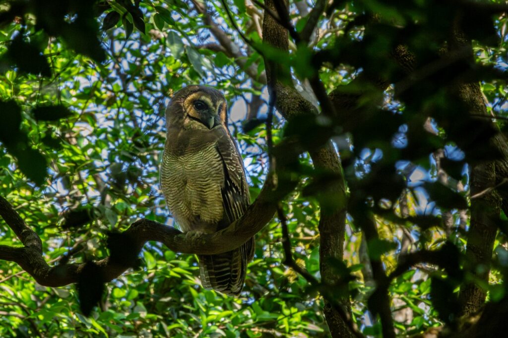 Matheran Hills by Jungle Buddies February 2025 