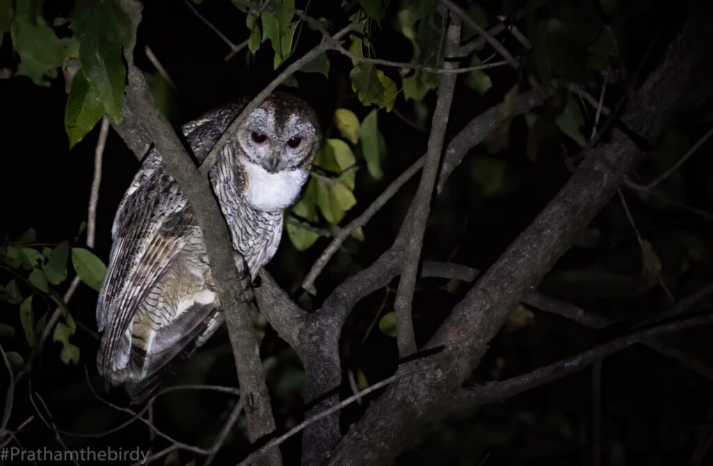 Owls of Mumbai Metropolitan Region