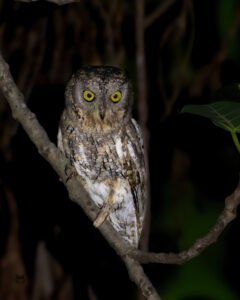 Owls of Mumbai Metropolitan Region