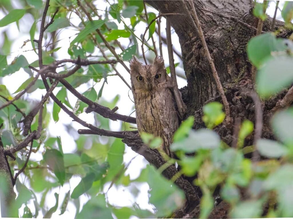 Owls of Mumbai Metropolitan Region
