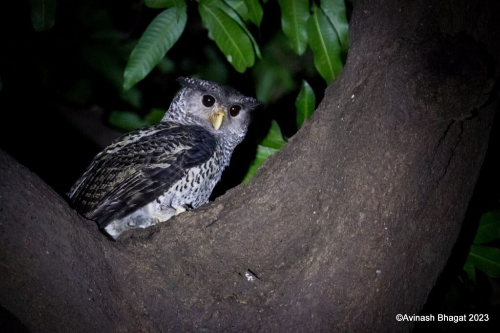 Owls of Mumbai Metropolitan Region