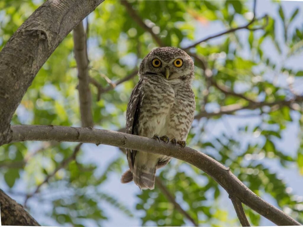 Owls of Mumbai Metropolitan Region