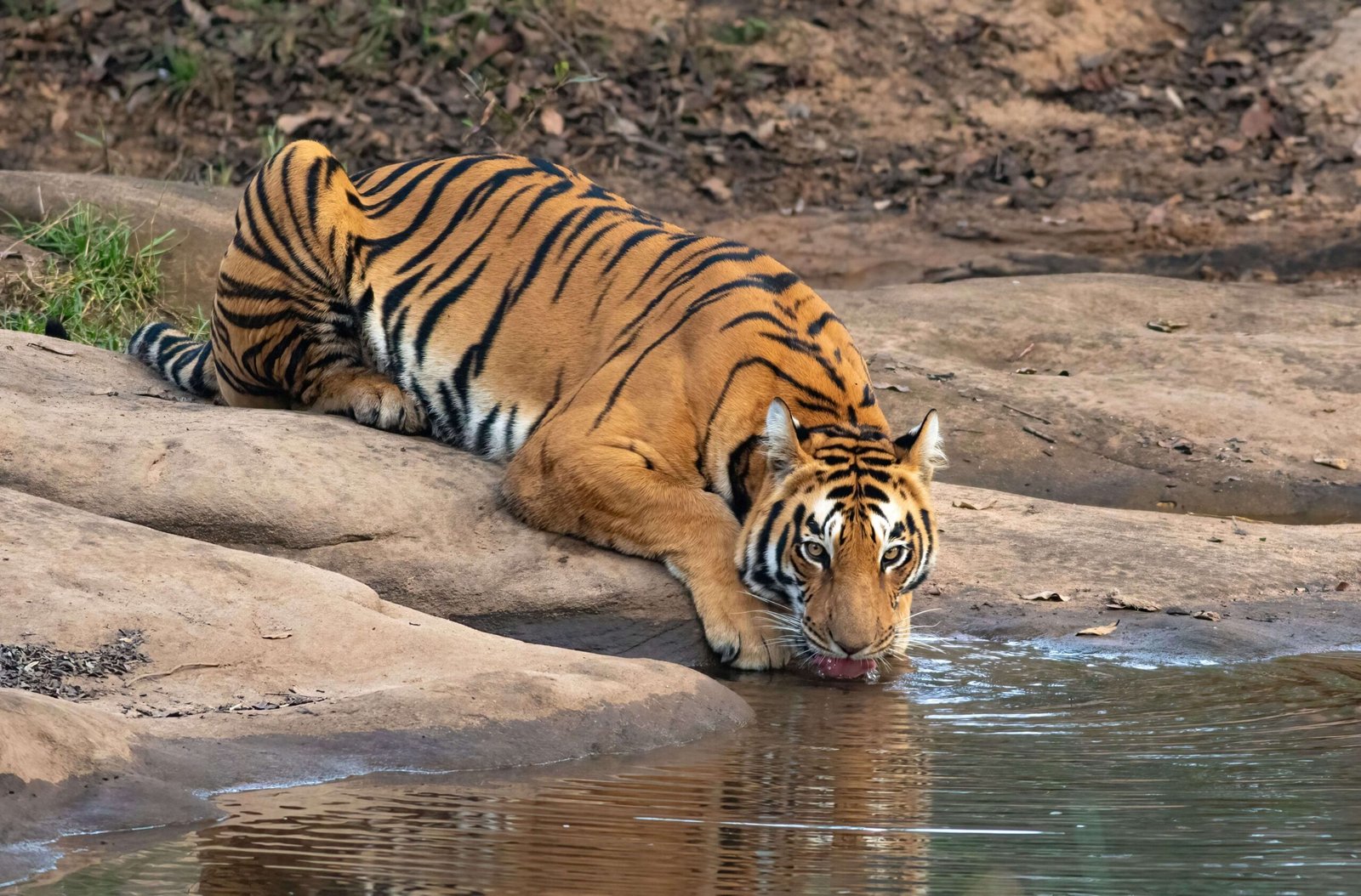 Tiger Safari Near Mumbai by Jungle Buddies Tours