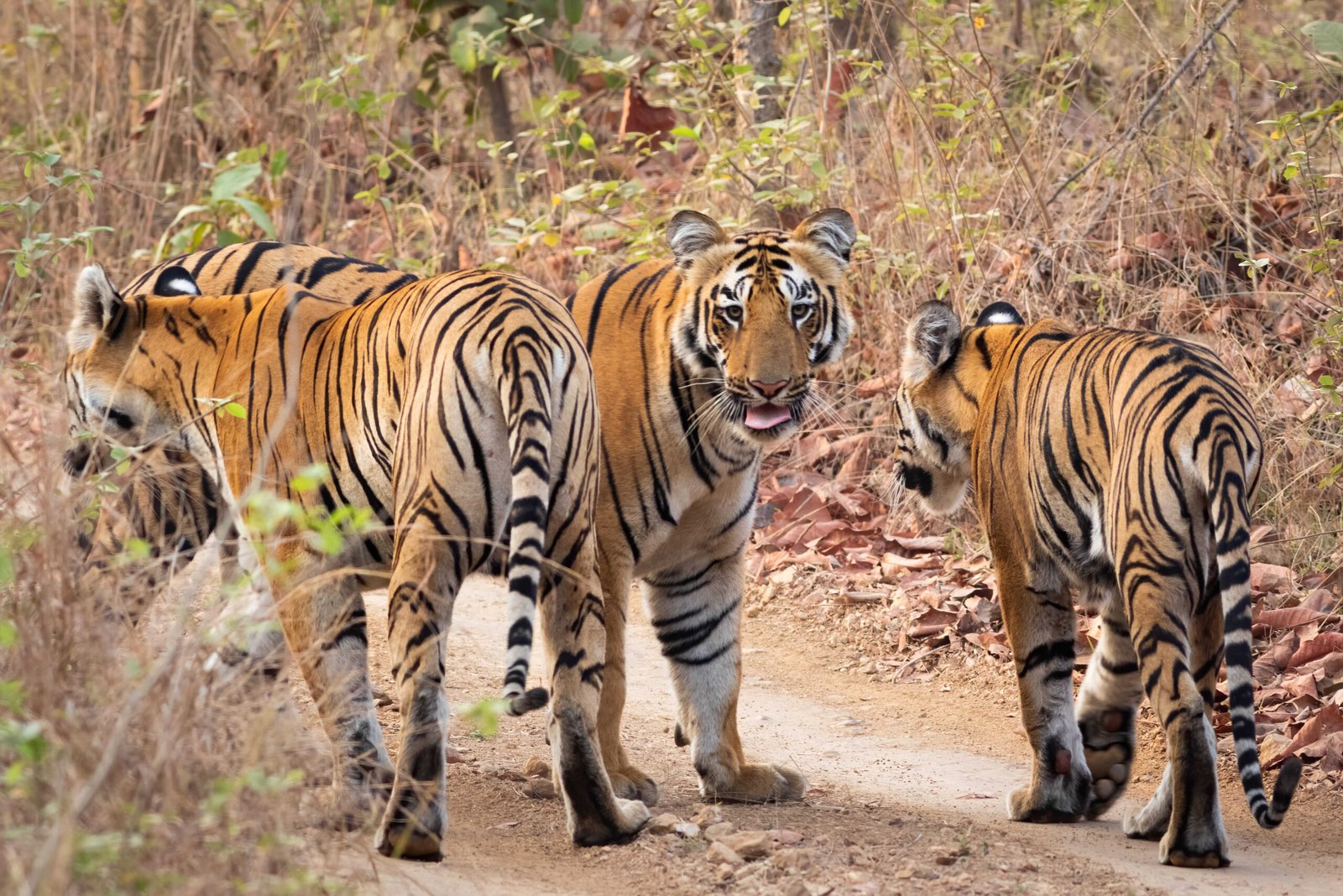 In February 1822, a tiger was famously spotted quenching its thirst at Gowalia Tank before vanishing back into the thickets of Malabar Hill. By the late 19th century, tigers were still frequent visitors; records show one was shot in the Mahim woods in 1858, and another was intercepted swimming across the harbour toward Mazagon in 1829!
The most legendary encounter, however, happened much later. On Tuesday, January 22, 1929, a large tiger was shot in the vicinity of Vihar Lake (then Vehar) in Salsette. The animal was taken down by a hunter named Mr. J.J. Sutari. Accounts state that the tiger walked out of the shadows into the moonlight, just 12 yards from where Mr Sutari was waiting. This majestic animal had likely swum across the Thane Creek from the mainland to reach the island.
While the city has since traded its forest canopy for skyscrapers, these stories remind us that the legacy of the tiger is deeply etched in Mumbai’s history.

