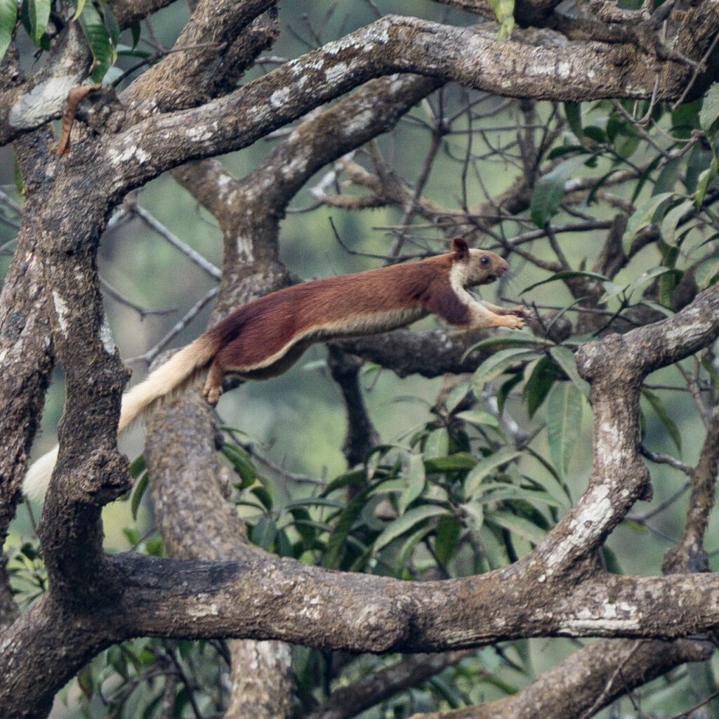 Malabar Giant Squirrel 