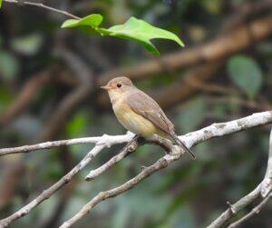 Matheran Birds 