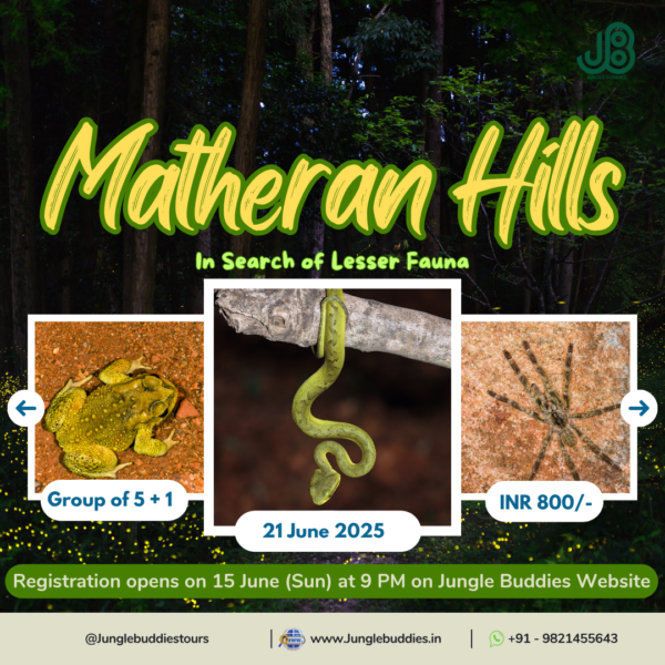 Jungle Buddies Birding Tour for June 2025 - Matheran