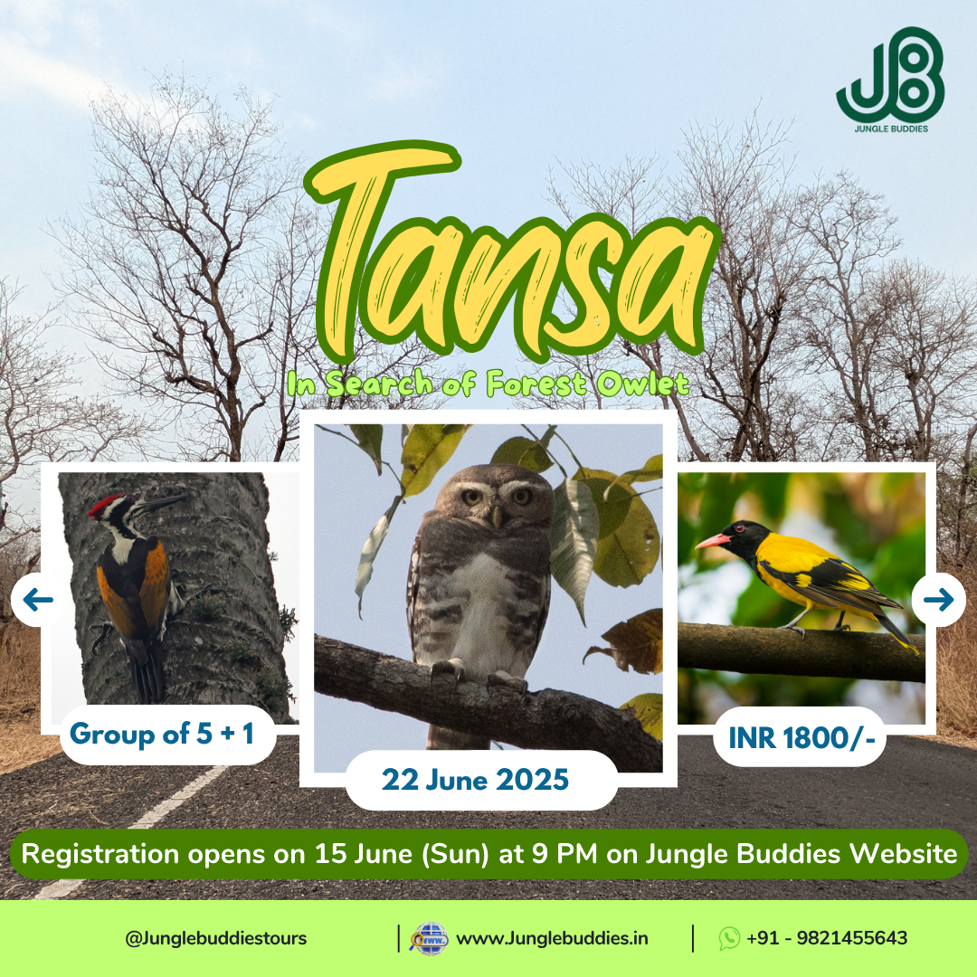 Tansa Sanctuary Birding Tours by Jungle Buddies l April 2025