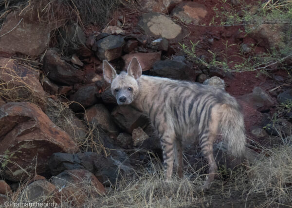 Stripped Hyena at Saswad Grassland