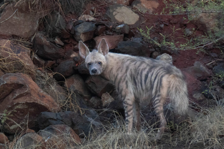 Stripped Hyena at Saswad Grassland