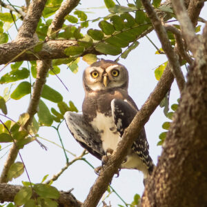 Forest Owlet at Tansa