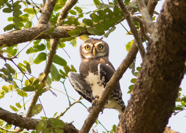 Forest Owlet at Tansa