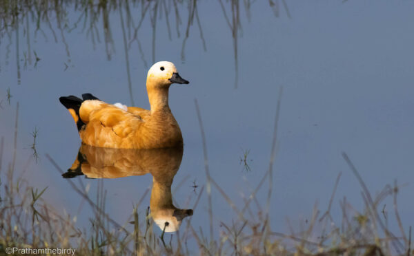 Ruddy Shelduck at Bhigwan Bird Sanctuary