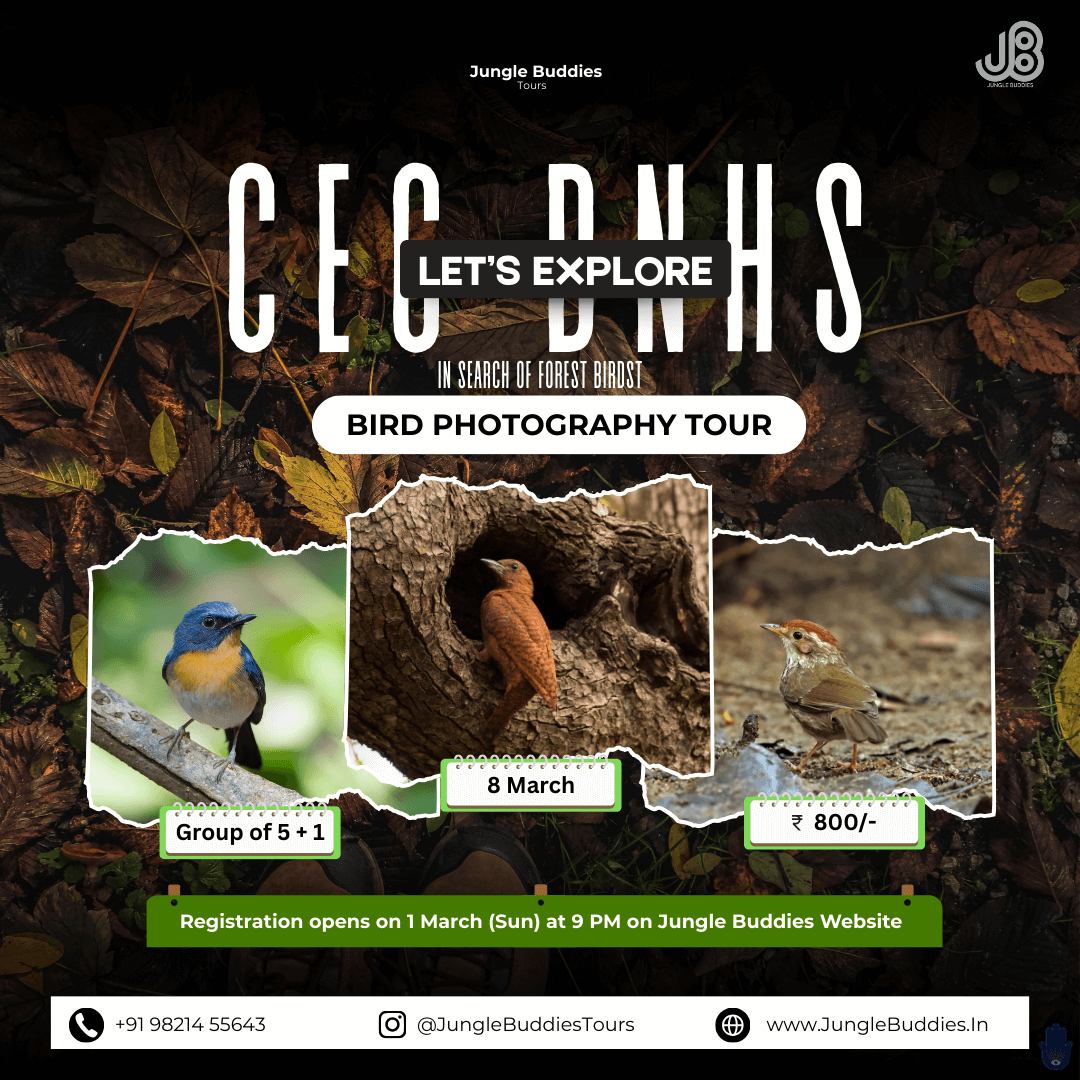 Bird Watching Near Mumbai March 2026 at SGNP