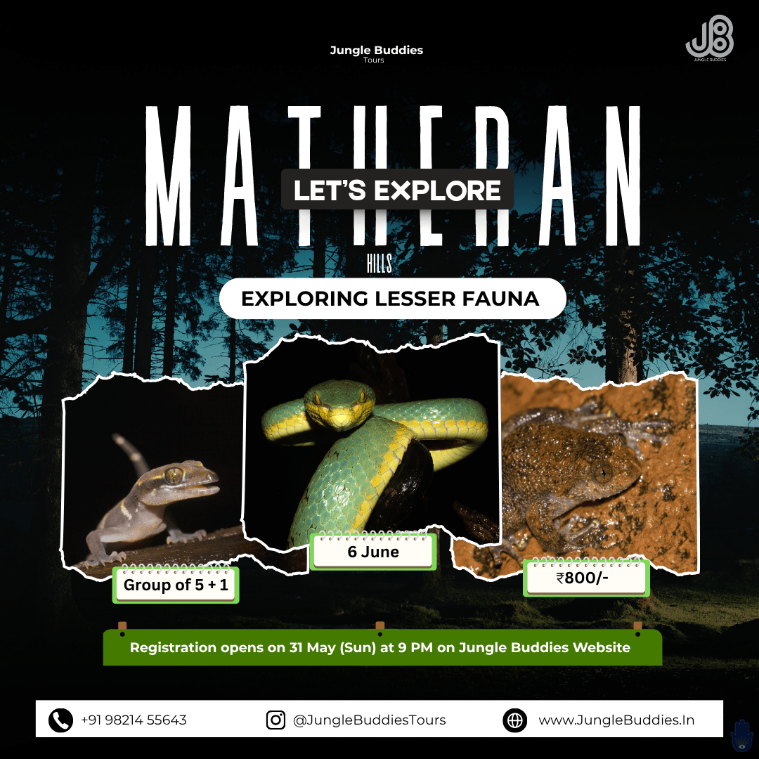 Matheran Hills: Exploring Lesser Fauna