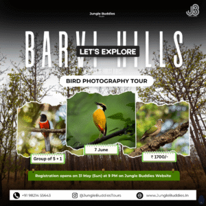 Barvi Hills: Exclusive Bird Photography Tour