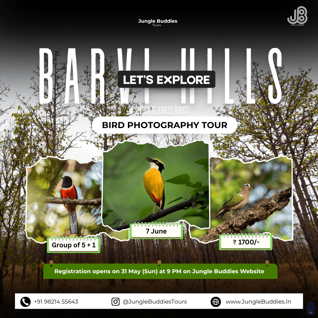 Barvi Hills: Exclusive Bird Photography Tour