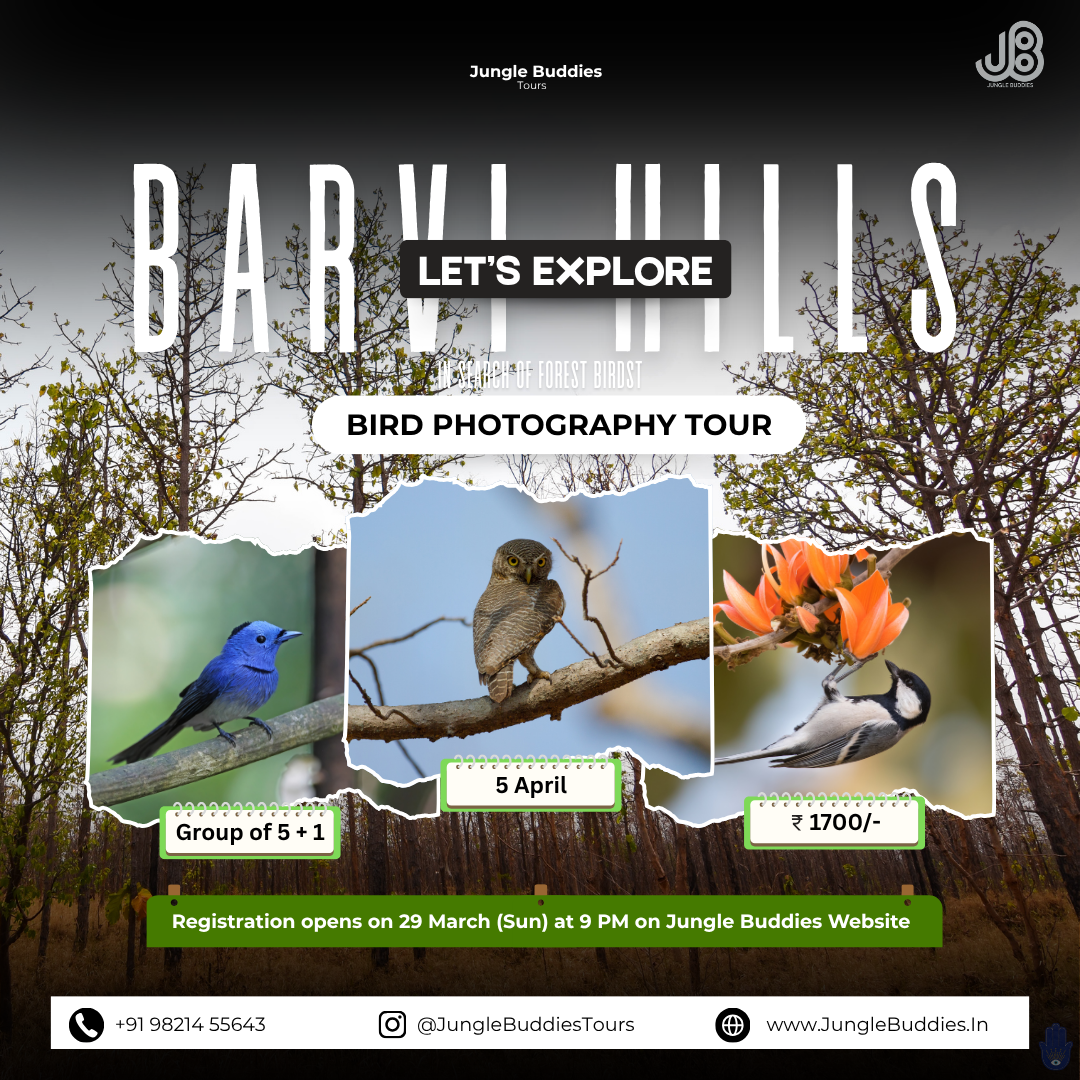 Barvi Dam Bird Watching