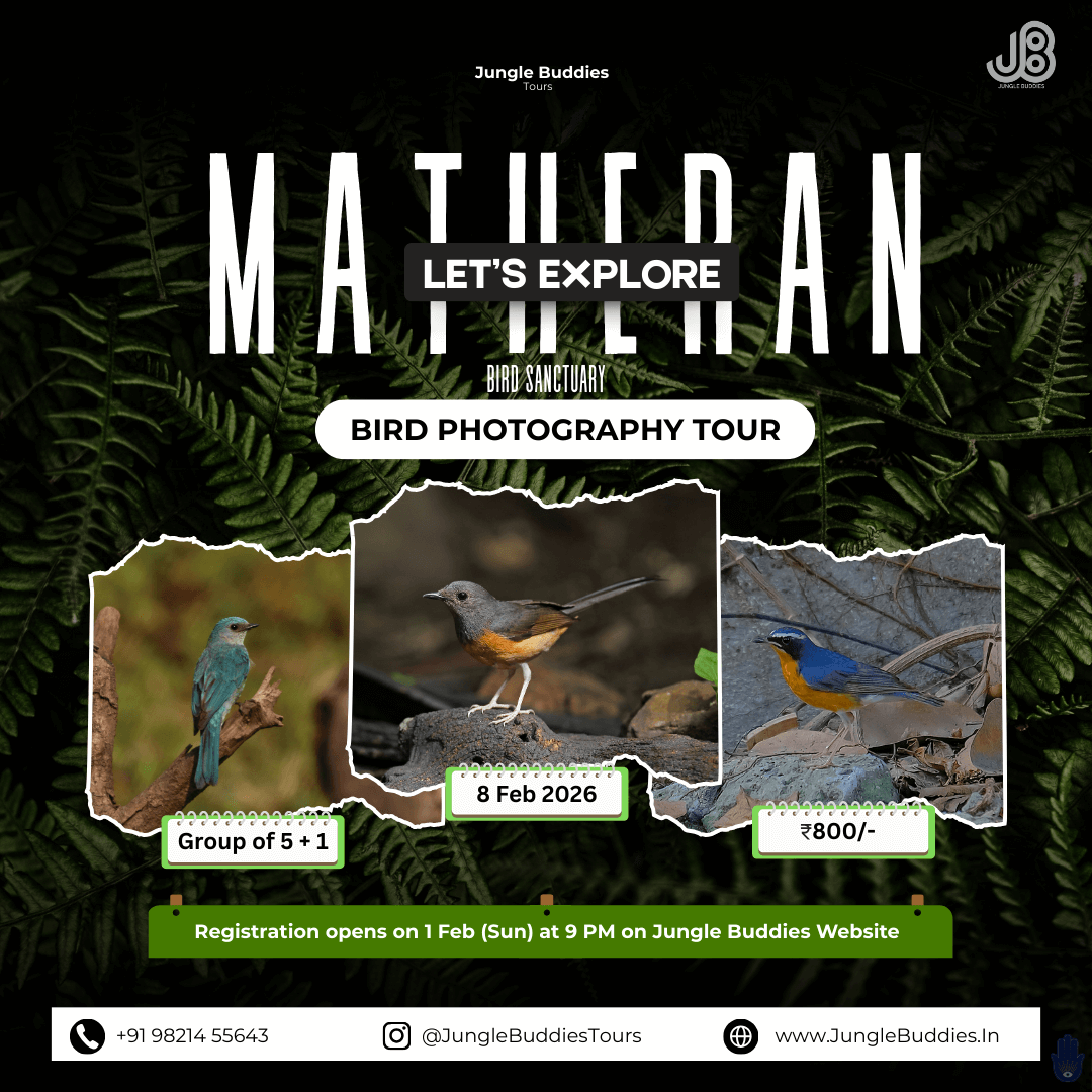 Bird Watching near Mumbai Feb 2026 - Matheran Hills