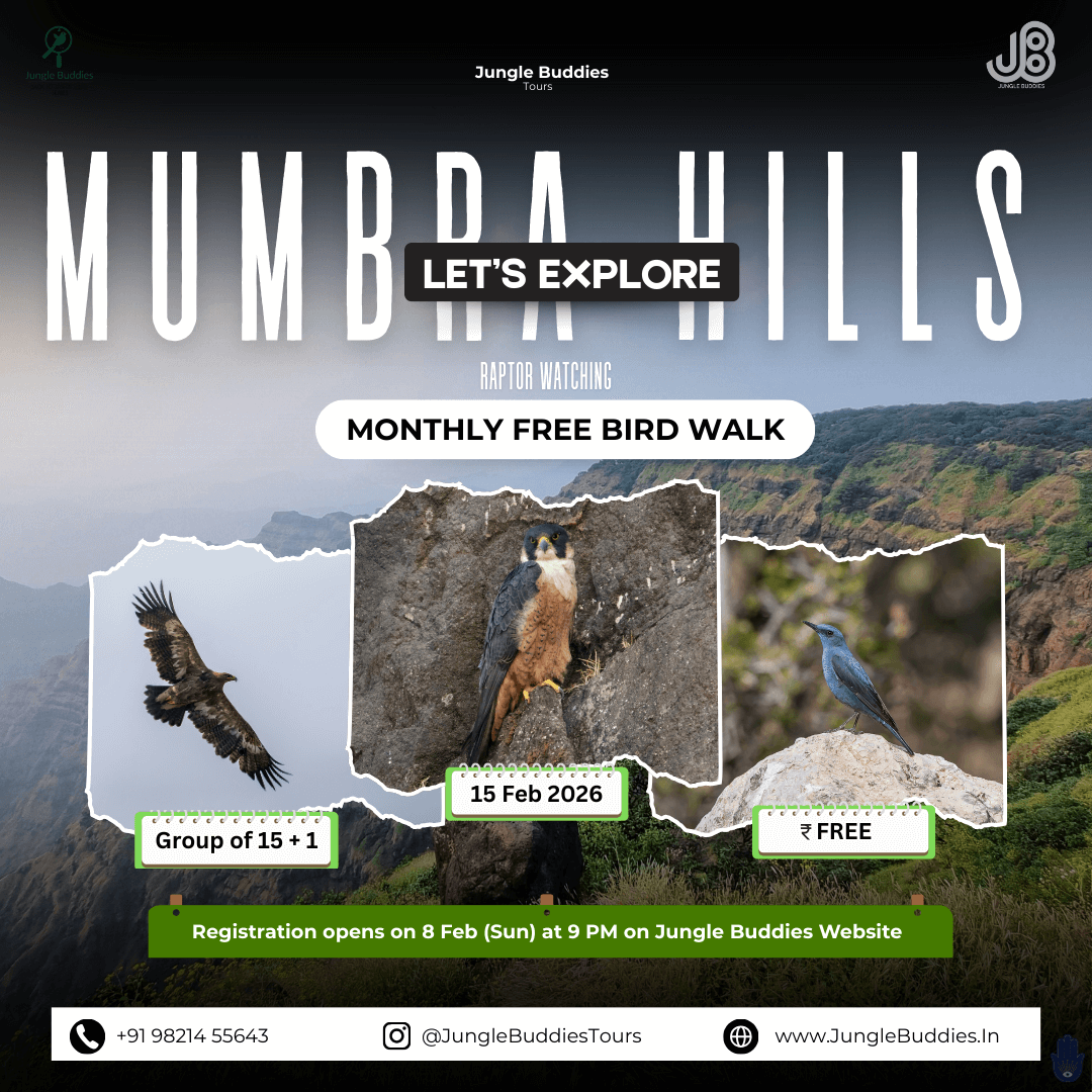 Bird Watching near Mumbai Feb 2026 - Mumbra Hills
