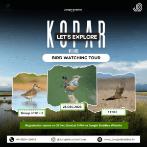 Kopar Wetlands Birding - Birding Tours for December 2025 by Jungle Buddies Tours