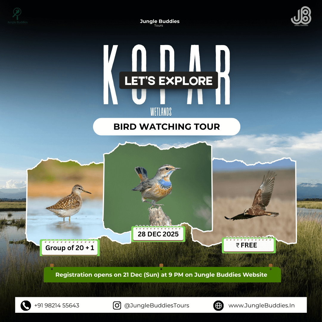 Kopar Wetlands Birding - Birding Tours for December 2025 by Jungle Buddies Tours