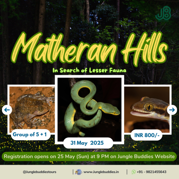Forest Escapades with Jungle Buddies May 2025 - Matheran