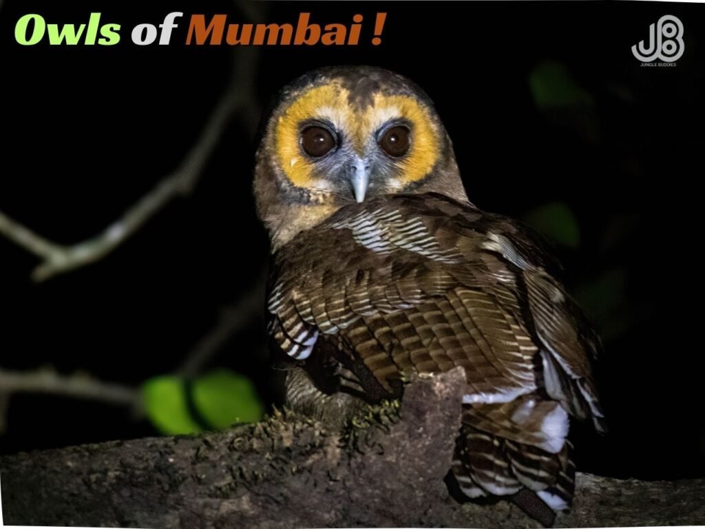 Owls of Mumbai Metropolitan Region