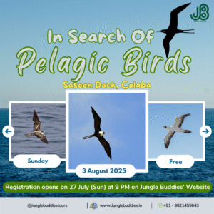 Pelagic Birding at Mumbai Coast 2025