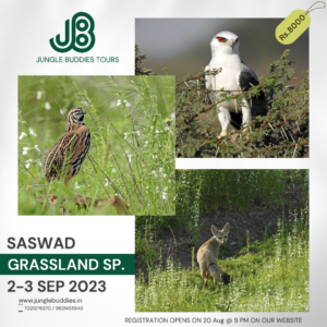 Saswad bird photography
