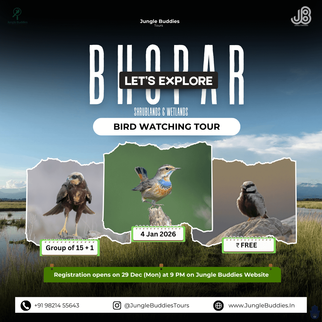 Bird Watching Near Mumbai at Bhopar