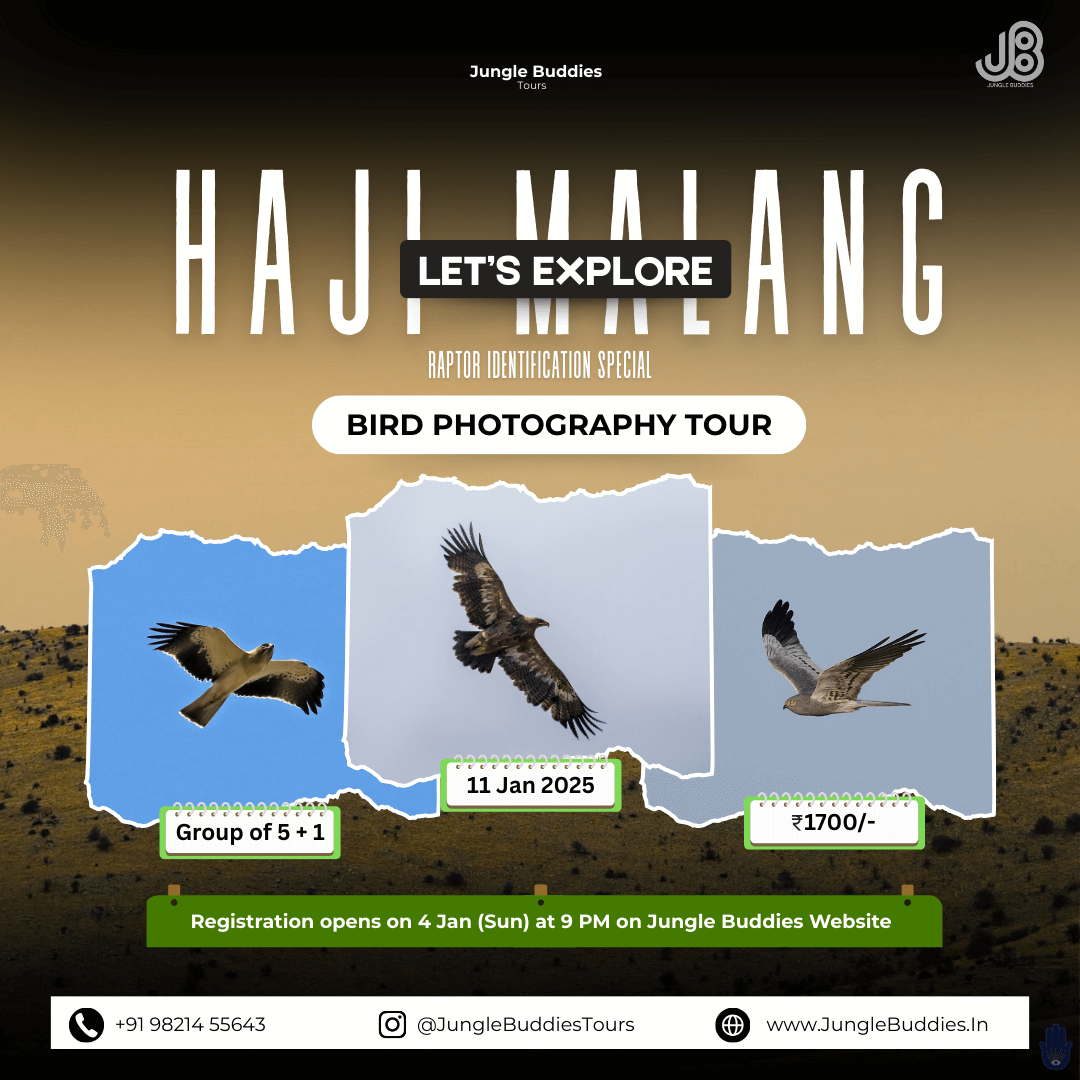 Bird Watching Near Mumbai - Haji Malang Hills