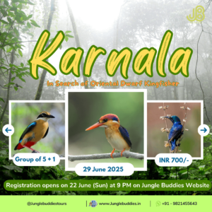In Search of Oriental Dwarf Kingfisher at Karnala Bird Sanctuary